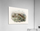 Chlamydodera maculata 1873 Impression acrylique