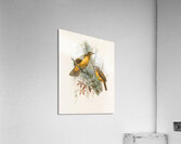 Chlamydodera xanthocastra 1873 Acrylic Print