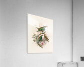 Semioptera Wallacii 1873 Acrylic Print