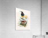 Seleucides alba 1873 Acrylic Print