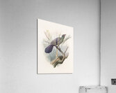 Manucodia atra 1873 Acrylic Print