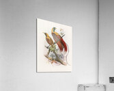 Paradisea sanguinea 1873 Acrylic Print
