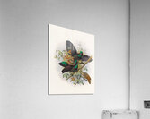 Ptiloris Victorie 1873 Acrylic Print