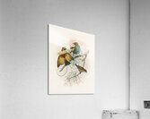 Diphyllodes speciosa 1873 Acrylic Print