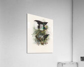 Lophorina atra 1873 Acrylic Print