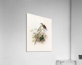 Diphyllodes respublica 1873 Acrylic Print