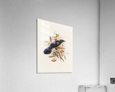 Manucodia Keraudreni 1873 Acrylic Print