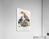 Cranorrhinus leucocephalus 1882 Acrylic Print