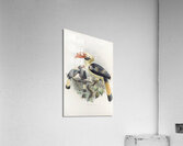 Penelopides affinis 1882 Acrylic Print