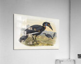 Bucorvus abyssinicus 1882 Acrylic Print