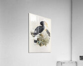 Buceros sylvestris 1882 Acrylic Print