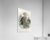 Aceros nepalensis 1882 Acrylic Print