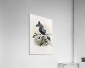 Bycanistes subcylindricus 1882 Acrylic Print