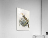 Tockus flavirostris 1882 Acrylic Print