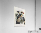 Penelopides panini 1882 Acrylic Print