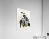 Hydrocissa exarhatus 1882 Acrylic Print