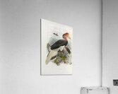 Rhinoplax vigil 1882 Acrylic Print