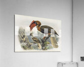 Hydrocorax planicornis 1882 Acrylic Print