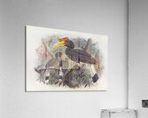 Buceros rhinoceros 1882 Acrylic Print