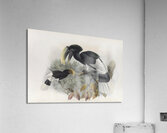 Bycanistes albotibialis 1882 Acrylic Print