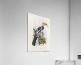 Tockus deckeni 1882 Acrylic Print