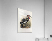 Bucorvus cafer 1882 Acrylic Print