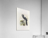 Tockus hartlaubi 1882 Acrylic Print