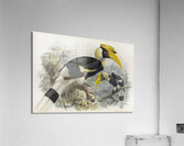 Dichoceros bicornis 1882 Acrylic Print