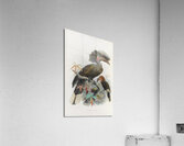 Sphagolobus atratus 1882 Acrylic Print