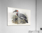 Bucorvus pyrrhops 1882 Acrylic Print