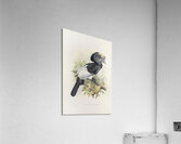 Bycanistes subquadratus 1882 Acrylic Print