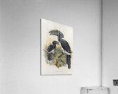 Bycanistes buccinator 1882 Acrylic Print