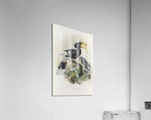 Bycanistes cylindricus 1882 Acrylic Print