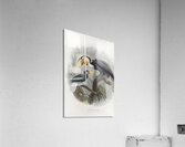 Rhytidoceros undulatus 1882 Acrylic Print