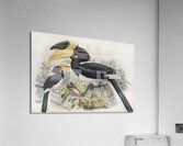 Anthracoceros coronatus 1882 Acrylic Print