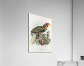 Hydrocorax semigaleatus 1882 Acrylic Print