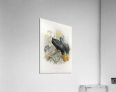 Cranorrhinus corrugatus 1882 Acrylic Print