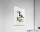 Limonophalus montani 1882 Acrylic Print