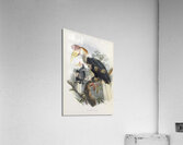 Cranorrhinus cassidix 1882 Acrylic Print