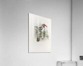 Tockus camurus 1882 Acrylic Print