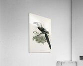 Anorrhinus albocristatus 1882 Acrylic Print