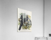 Anthracoceros malayanus 1882 Acrylic Print