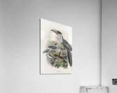 Tockus gingalensis 1882 Acrylic Print