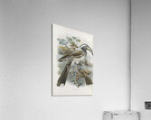 Lophoceros nasutus 1882 Acrylic Print