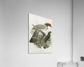 Penelopides manillae 1882 Impression acrylique