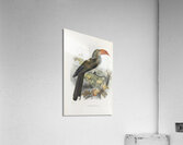 Tockus melanoleucus 1882 Acrylic Print