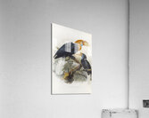 Rhytidoceros plicatus 1882 Acrylic Print