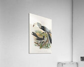 Tockus fasciatusTockus semifasciatus 1882 Acrylic Print