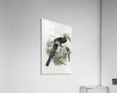 Anorrhinus leucolophus 1882 Acrylic Print