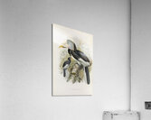 Pholidophalus sharpii 1882 Acrylic Print